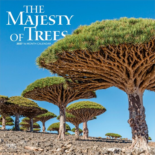BrownTrout; The Majesty of Trees | 2027 12 x 24 Inch (Hanging) Monthly Square Wall Calendar | Plastic-Free; Category:Wall Calendars; Image:1